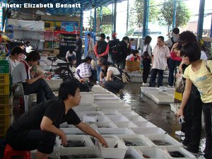 Guangzhou turtle market